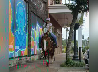 Caballo cuarto de milla, Caballo castrado, 12 años, 152 cm, Bayo