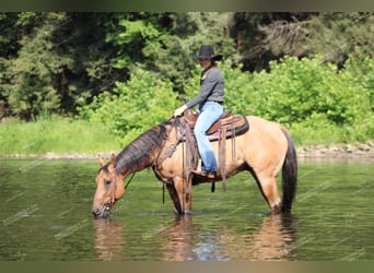 Caballo cuarto de milla, Caballo castrado, 12 años, 152 cm, Bayo