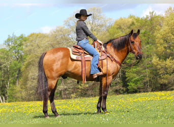 Caballo cuarto de milla, Caballo castrado, 12 años, 152 cm, Bayo