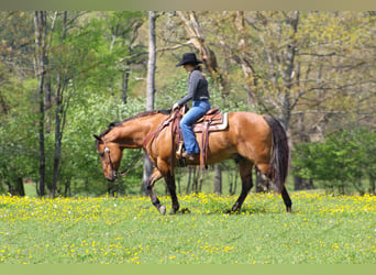 Caballo cuarto de milla, Caballo castrado, 12 años, 152 cm, Bayo