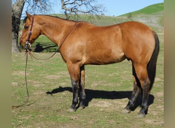 Caballo cuarto de milla, Caballo castrado, 12 años, 152 cm, Bayo