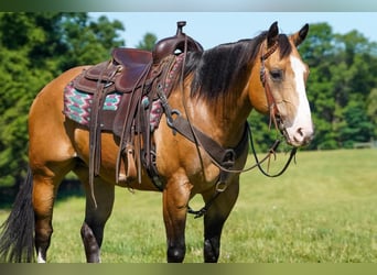Caballo cuarto de milla, Caballo castrado, 12 años, 152 cm, Buckskin/Bayo