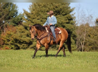 Caballo cuarto de milla, Caballo castrado, 12 años, 152 cm, Buckskin/Bayo