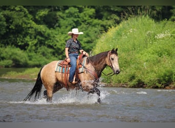 Caballo cuarto de milla, Caballo castrado, 12 años, 152 cm, Buckskin/Bayo