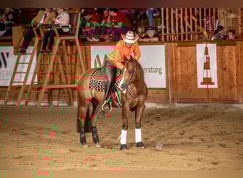 Caballo cuarto de milla, Caballo castrado, 12 años, 152 cm, Castaño