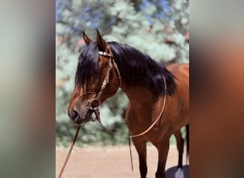 Caballo cuarto de milla, Caballo castrado, 12 años, 152 cm, Castaño rojizo