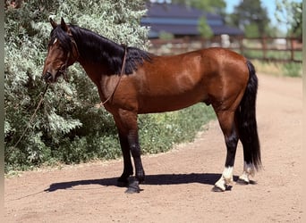 Caballo cuarto de milla, Caballo castrado, 12 años, 152 cm, Castaño rojizo