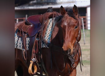 Caballo cuarto de milla, Caballo castrado, 12 años, 152 cm, Castaño-ruano