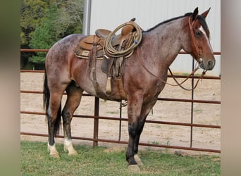 Caballo cuarto de milla, Caballo castrado, 12 años, 152 cm, Castaño-ruano