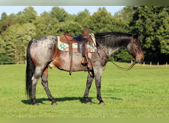 Caballo cuarto de milla, Caballo castrado, 12 años, 152 cm, Castaño-ruano