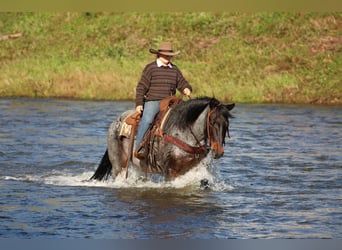 Caballo cuarto de milla, Caballo castrado, 12 años, 152 cm, Castaño-ruano