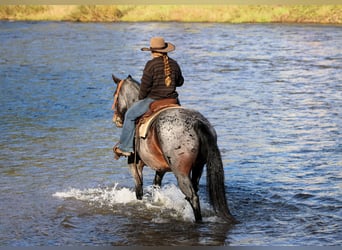 Caballo cuarto de milla, Caballo castrado, 12 años, 152 cm, Castaño-ruano
