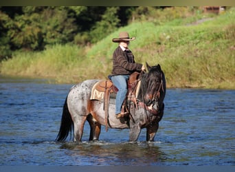 Caballo cuarto de milla, Caballo castrado, 12 años, 152 cm, Castaño-ruano