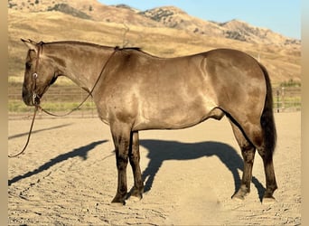 Caballo cuarto de milla, Caballo castrado, 12 años, 152 cm, Grullo