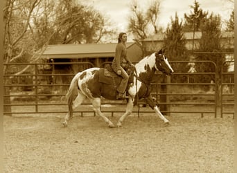Caballo cuarto de milla, Caballo castrado, 12 años, 152 cm, Overo-todas las-capas