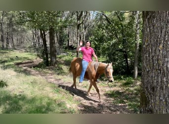 Caballo cuarto de milla, Caballo castrado, 12 años, 152 cm, Palomino