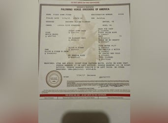 Caballo cuarto de milla, Caballo castrado, 12 años, 152 cm, Palomino