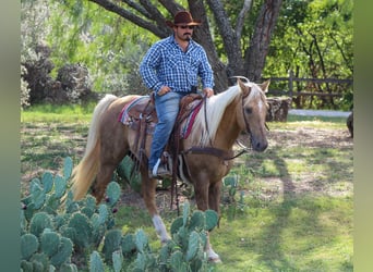 Caballo cuarto de milla, Caballo castrado, 12 años, 152 cm, Palomino