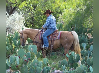 Caballo cuarto de milla, Caballo castrado, 12 años, 152 cm, Palomino