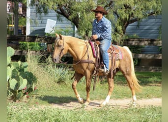 Caballo cuarto de milla, Caballo castrado, 12 años, 152 cm, Palomino
