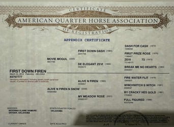 Caballo cuarto de milla, Caballo castrado, 12 años, 152 cm, Palomino