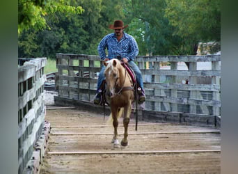 Caballo cuarto de milla, Caballo castrado, 12 años, 152 cm, Palomino