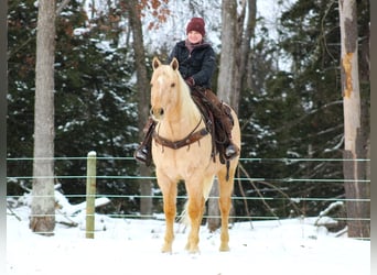 Caballo cuarto de milla, Caballo castrado, 12 años, 152 cm, Palomino