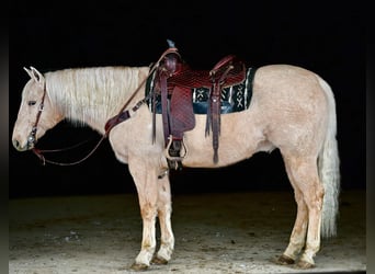 Caballo cuarto de milla, Caballo castrado, 12 años, 152 cm, Palomino