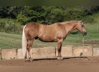 Caballo cuarto de milla, Caballo castrado, 12 años, 152 cm, Palomino