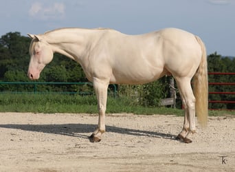 Caballo cuarto de milla, Caballo castrado, 12 años, 152 cm, Perlino