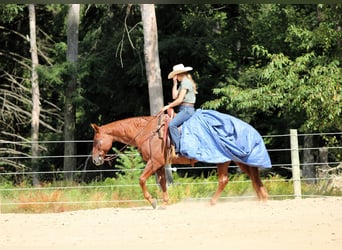 Caballo cuarto de milla, Caballo castrado, 12 años, 152 cm, Ruano alazán