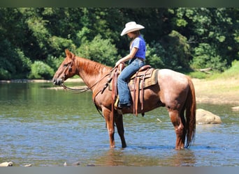 Caballo cuarto de milla, Caballo castrado, 12 años, 152 cm, Ruano alazán