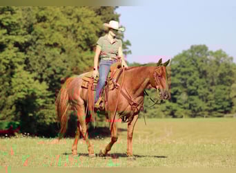 Caballo cuarto de milla, Caballo castrado, 12 años, 152 cm, Ruano alazán