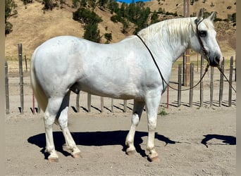 Caballo cuarto de milla, Caballo castrado, 12 años, 152 cm, Tordo