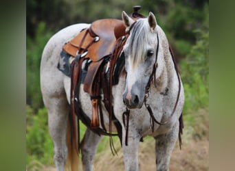 Caballo cuarto de milla, Caballo castrado, 12 años, 152 cm, Tordo