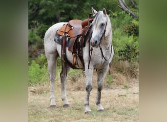 Caballo cuarto de milla, Caballo castrado, 12 años, 152 cm, Tordo