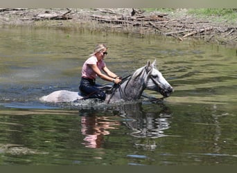 Caballo cuarto de milla, Caballo castrado, 12 años, 152 cm, Tordo