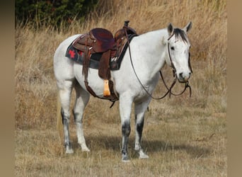 Caballo cuarto de milla, Caballo castrado, 12 años, 152 cm, Tordo