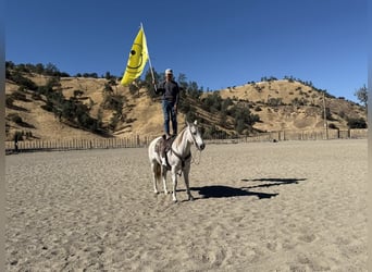 Caballo cuarto de milla, Caballo castrado, 12 años, 152 cm, Tordo