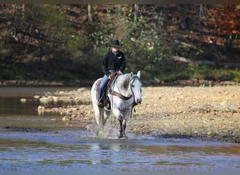 Caballo cuarto de milla, Caballo castrado, 12 años, 152 cm, Tordo