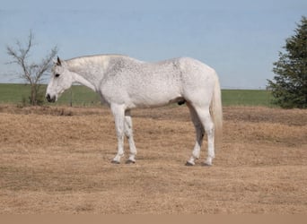 Caballo cuarto de milla, Caballo castrado, 12 años, 152 cm, Tordo