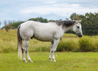 Caballo cuarto de milla, Caballo castrado, 12 años, 152 cm, Tordo
