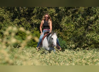 Caballo cuarto de milla, Caballo castrado, 12 años, 152 cm, Tordo