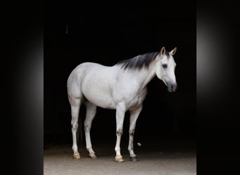 Caballo cuarto de milla, Caballo castrado, 12 años, 152 cm, Tordo