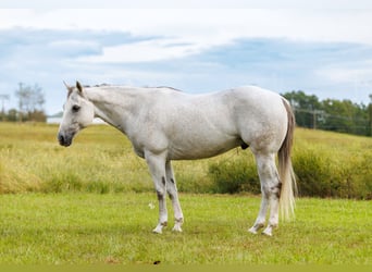 Caballo cuarto de milla, Caballo castrado, 12 años, 152 cm, Tordo