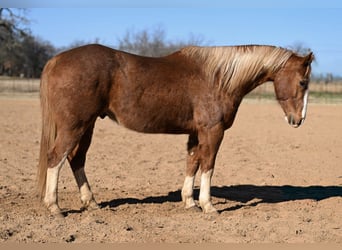 Caballo cuarto de milla, Caballo castrado, 12 años, 155 cm, Alazán rojizo