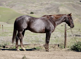 Caballo cuarto de milla, Caballo castrado, 12 años, 155 cm, Alazán-tostado