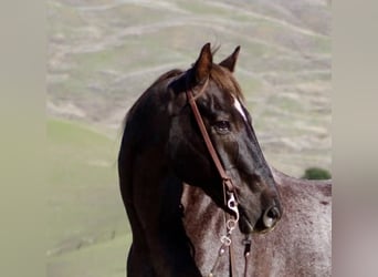 Caballo cuarto de milla, Caballo castrado, 12 años, 155 cm, Alazán-tostado