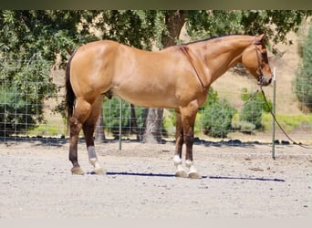 Caballo cuarto de milla, Caballo castrado, 12 años, 155 cm, Bayo