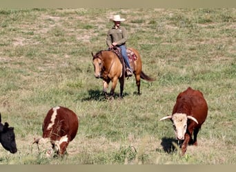 Caballo cuarto de milla, Caballo castrado, 12 años, 155 cm, Buckskin/Bayo